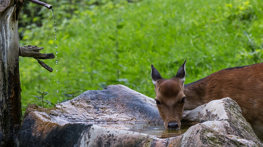 "Wildwasser"