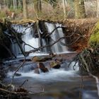 Wildwasser im Hochwald