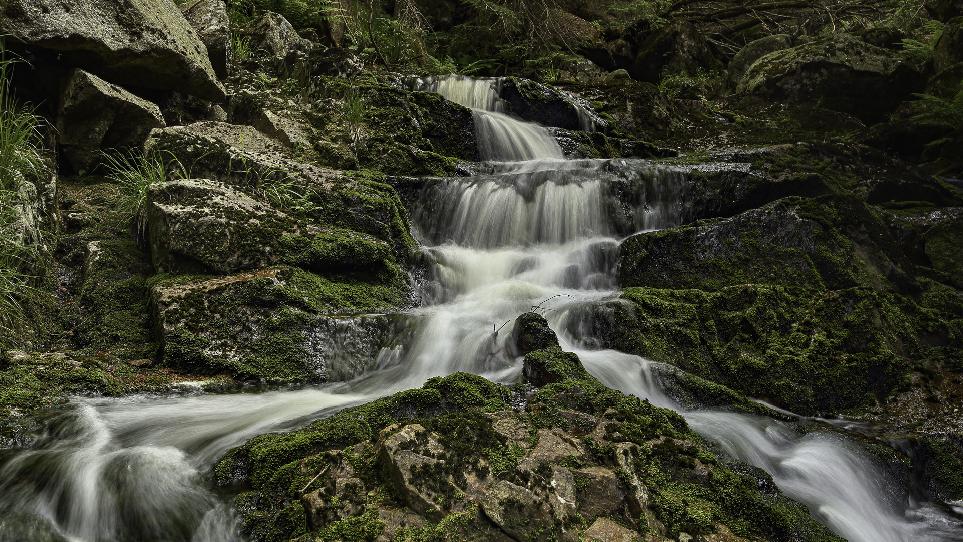 Wildwasser / Nationalpark Harz