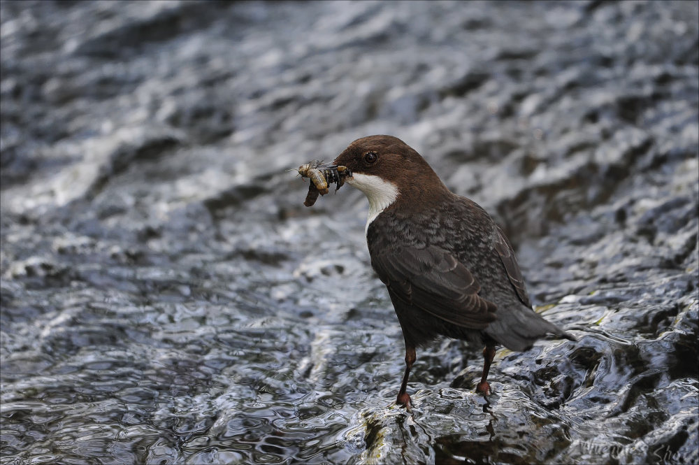 Wildwasser-Vogel