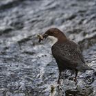 Wildwasser-Vogel