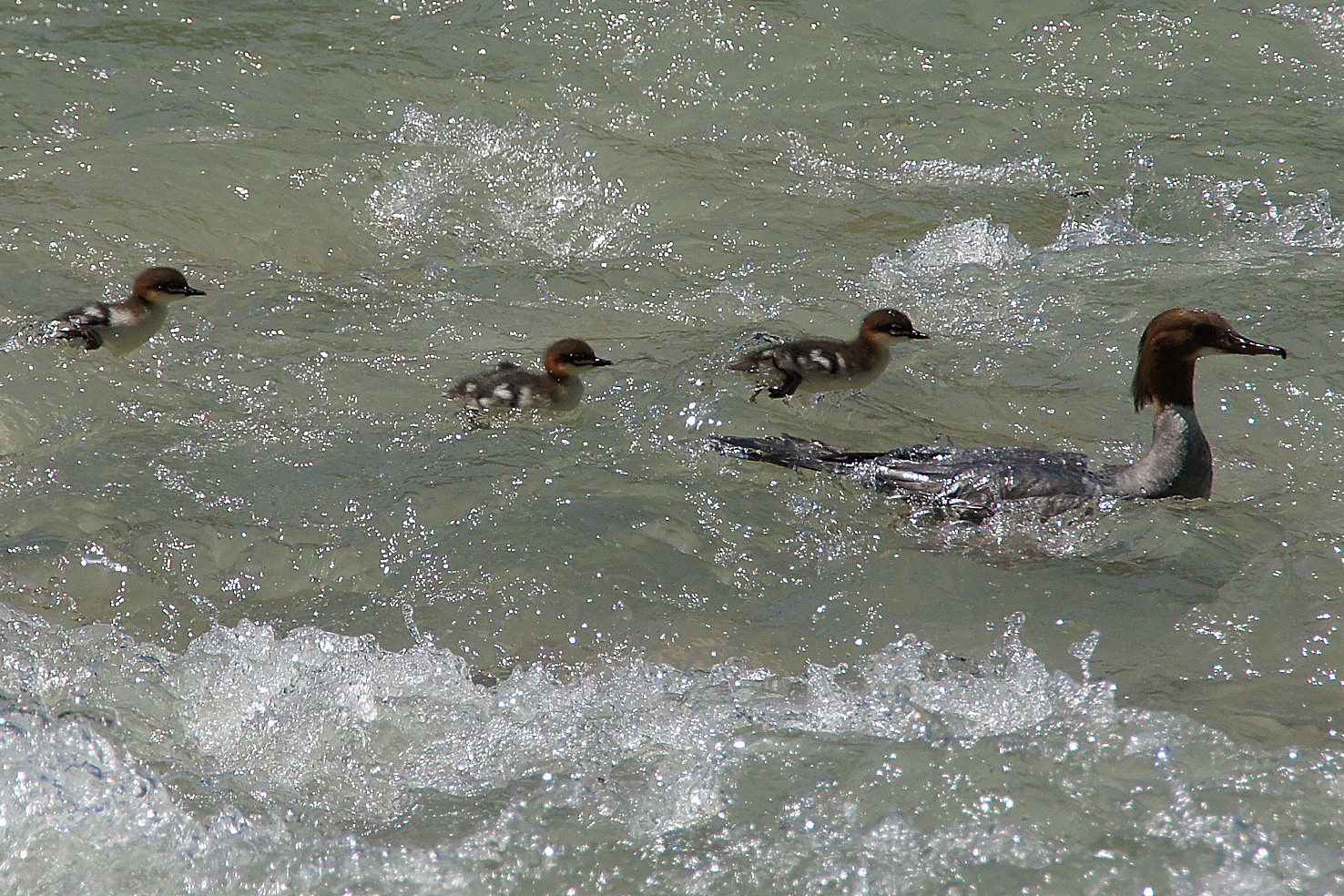 Wildwasserfahrt III