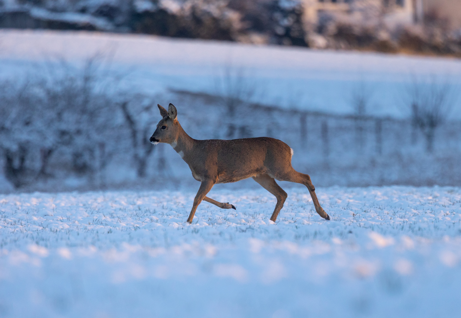 ***  WILDWECHSEL  ***