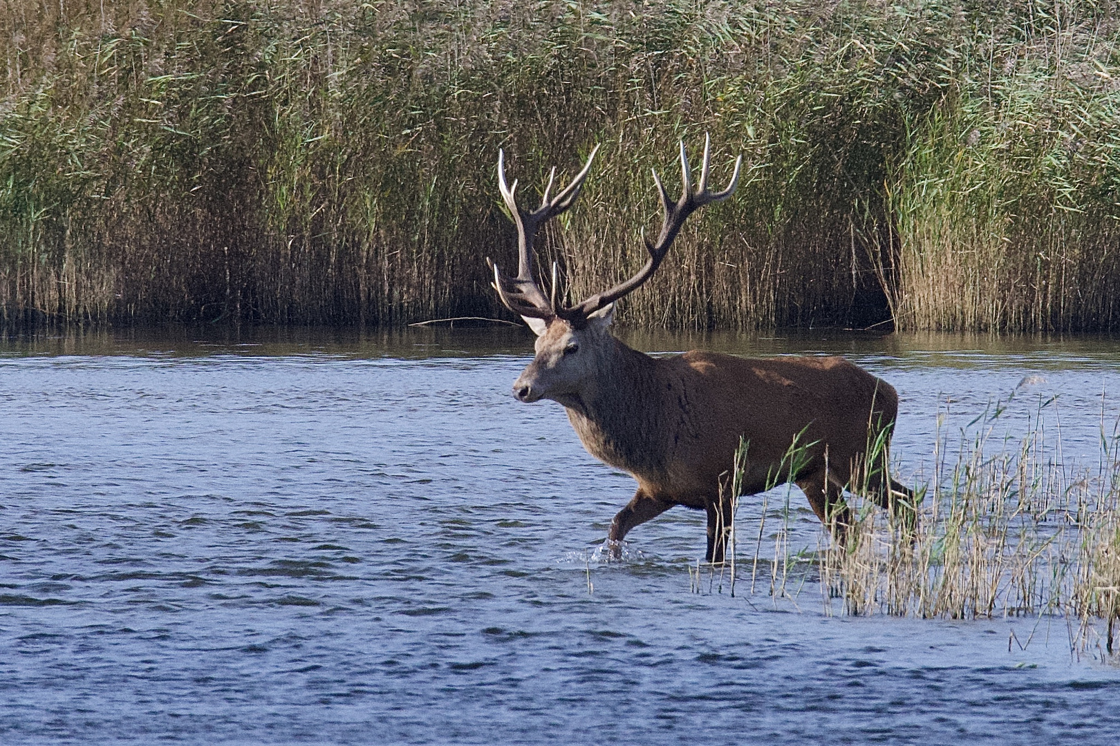 Wildwechsel 