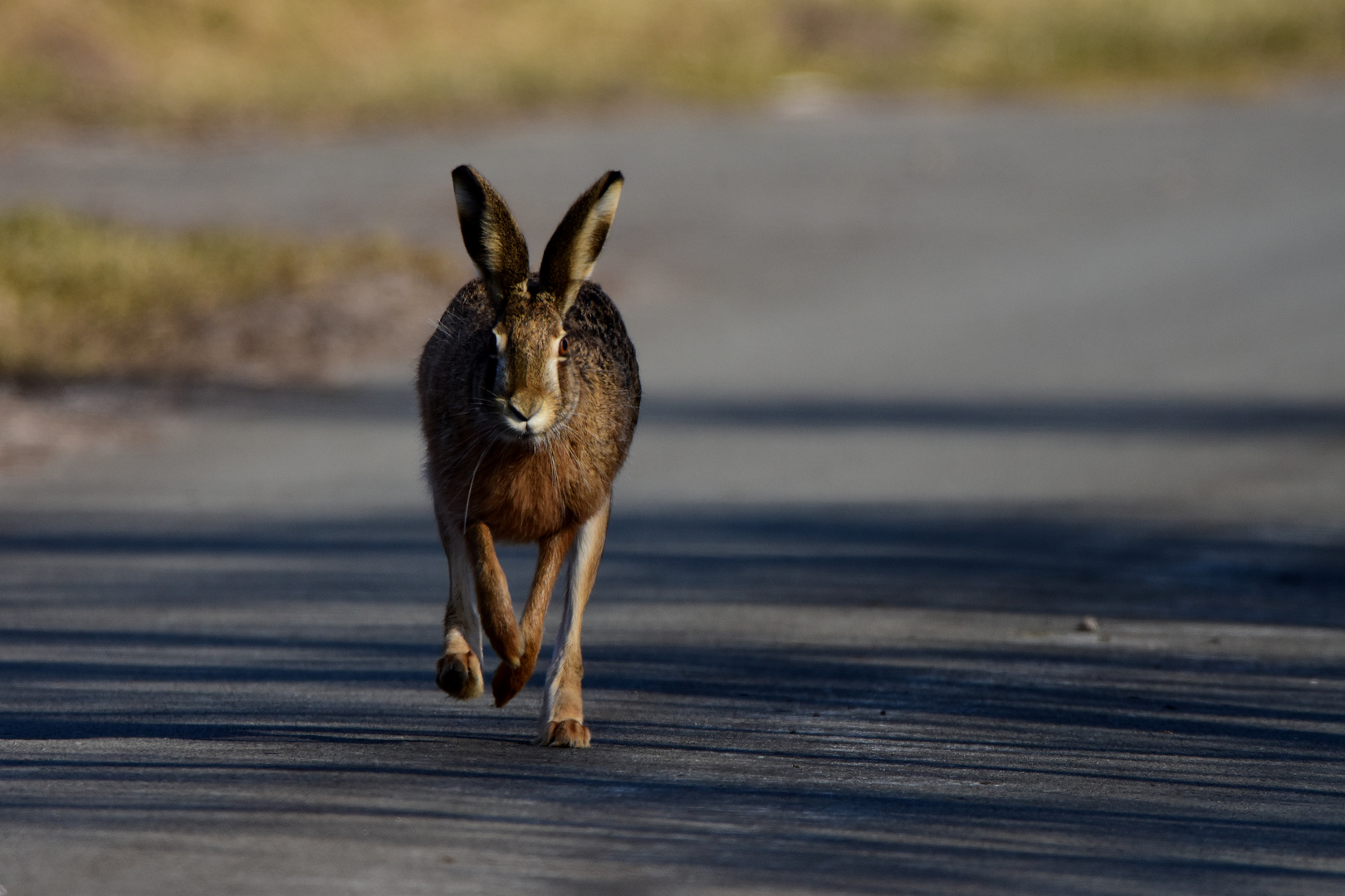 Wildwechsel