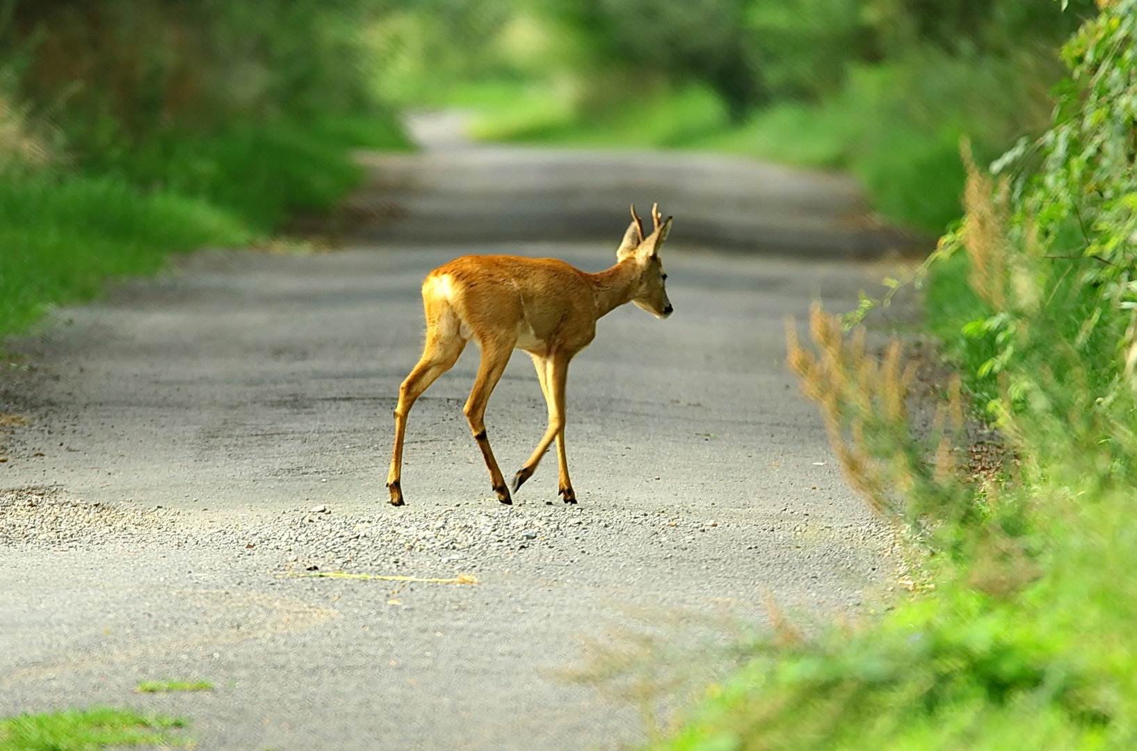 Wildwechsel