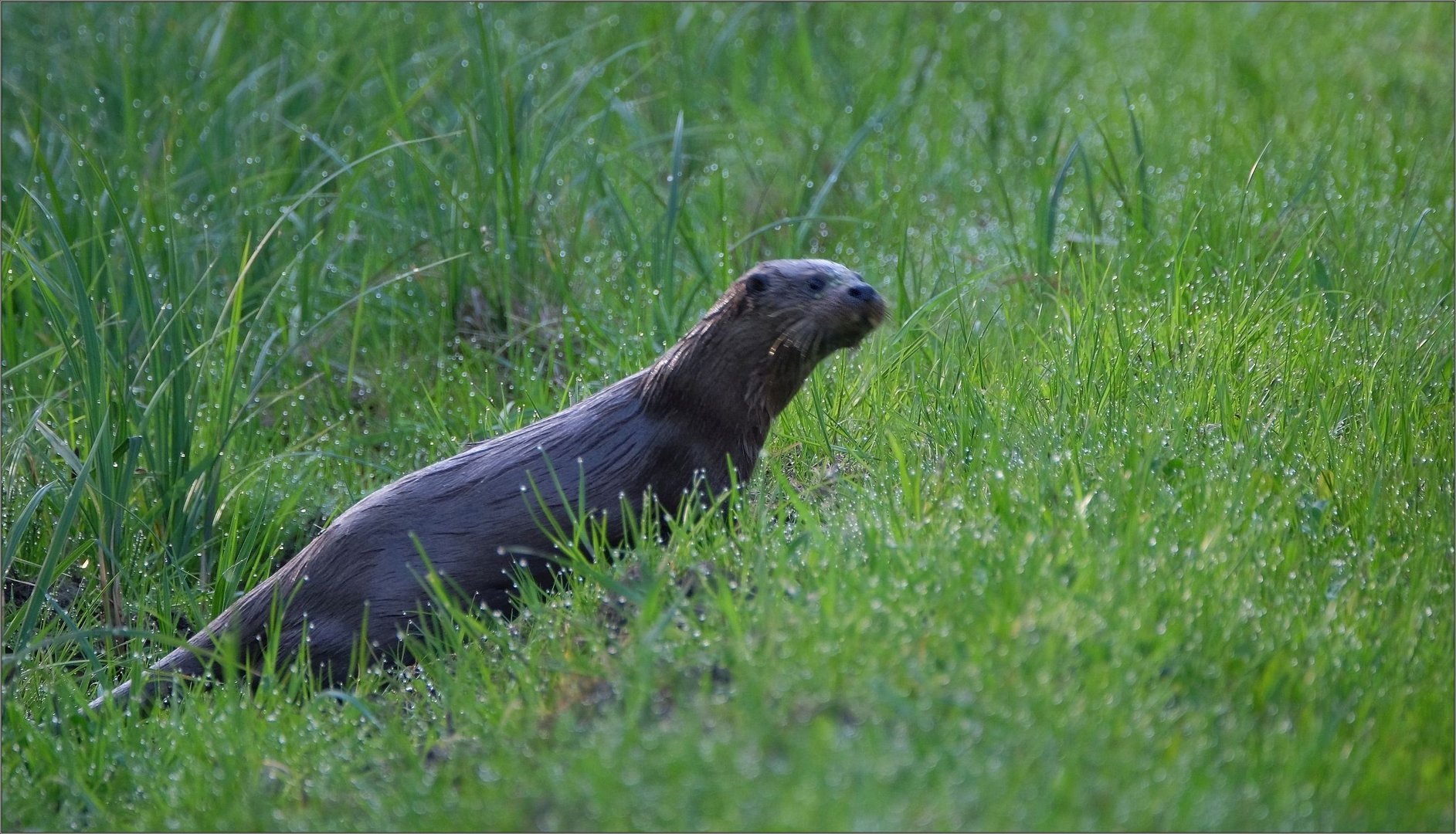 Wildwechsel...