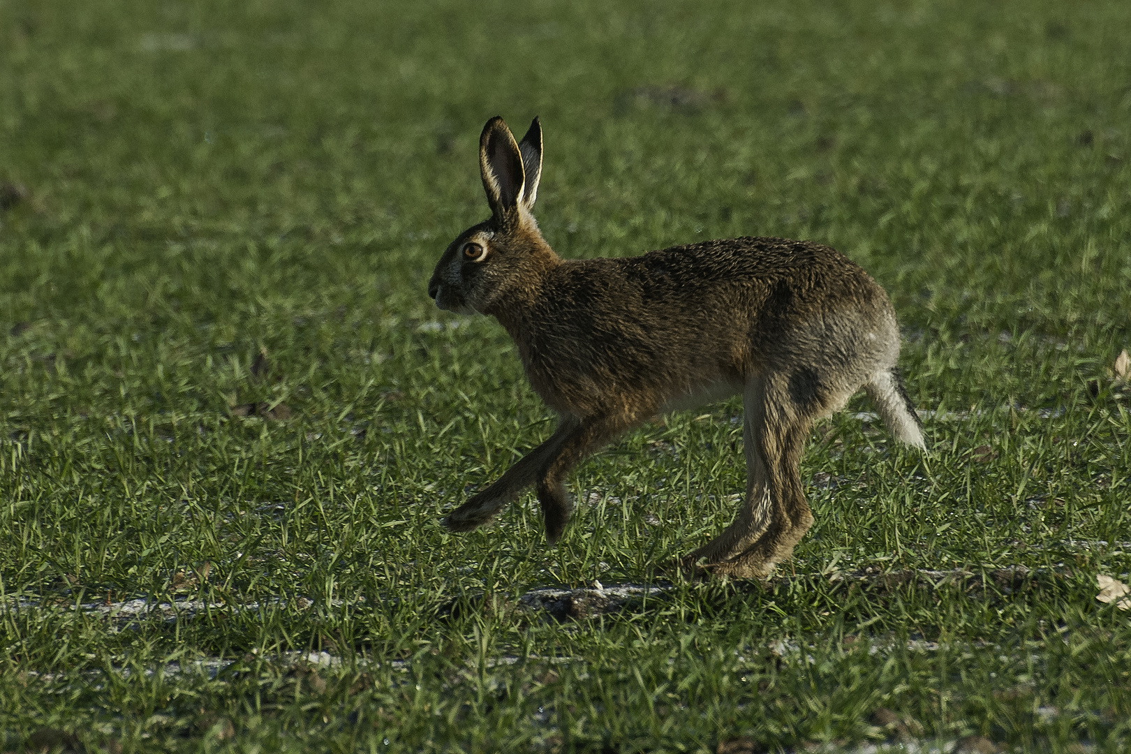 Wildwechsel