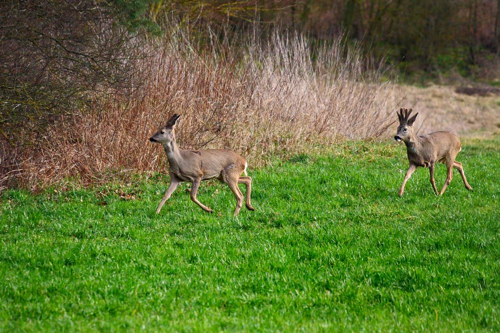 "WILDWECHSEL"