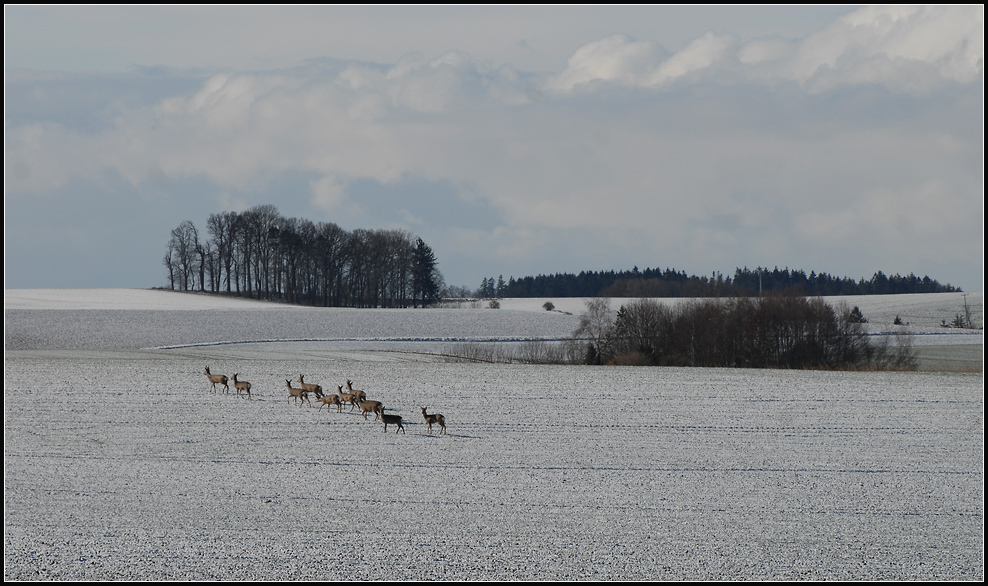 wildwechsel