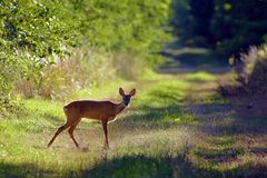 Wildwechsel am Feldweg.