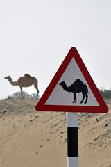 Wildwechsel auf Omanisch