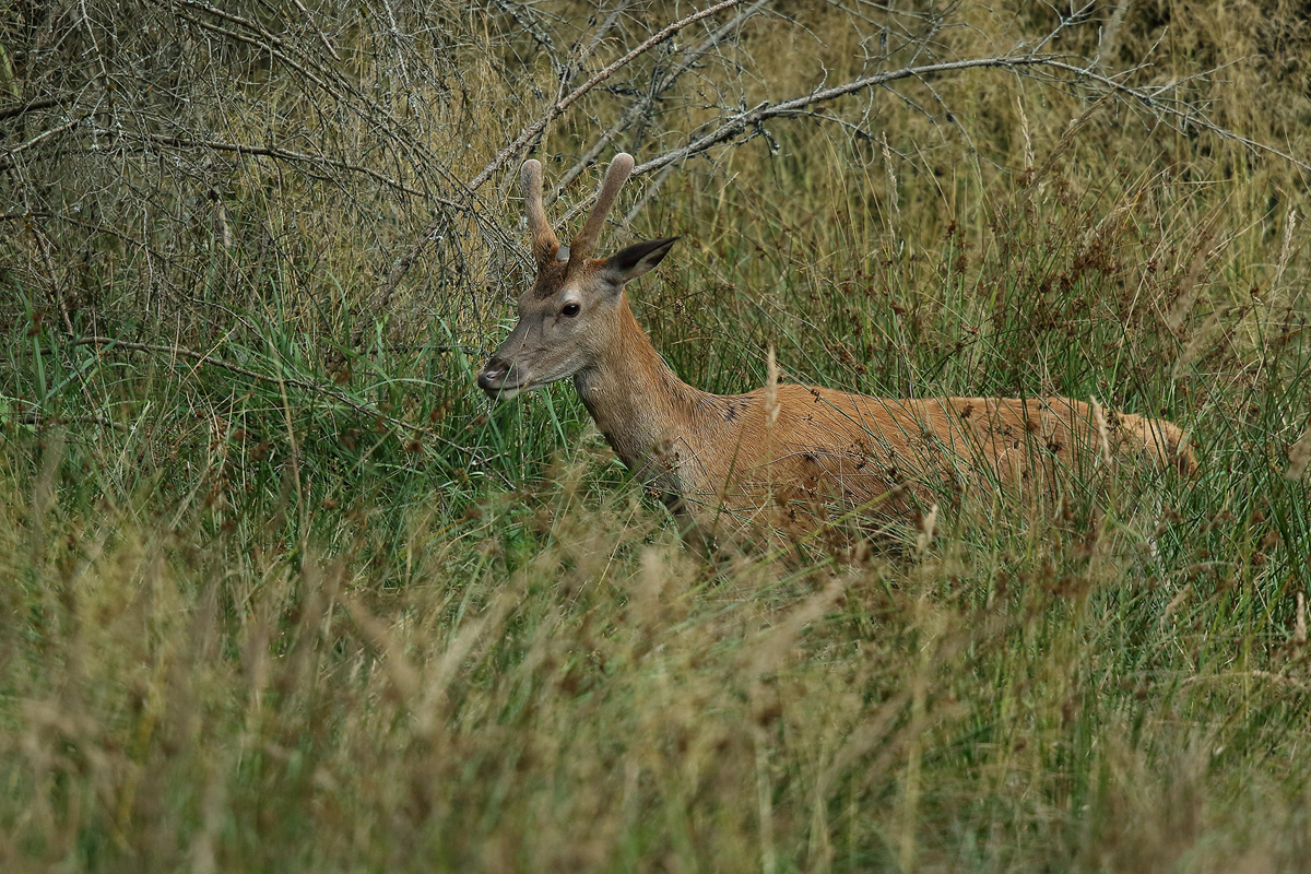 Wildwechsel