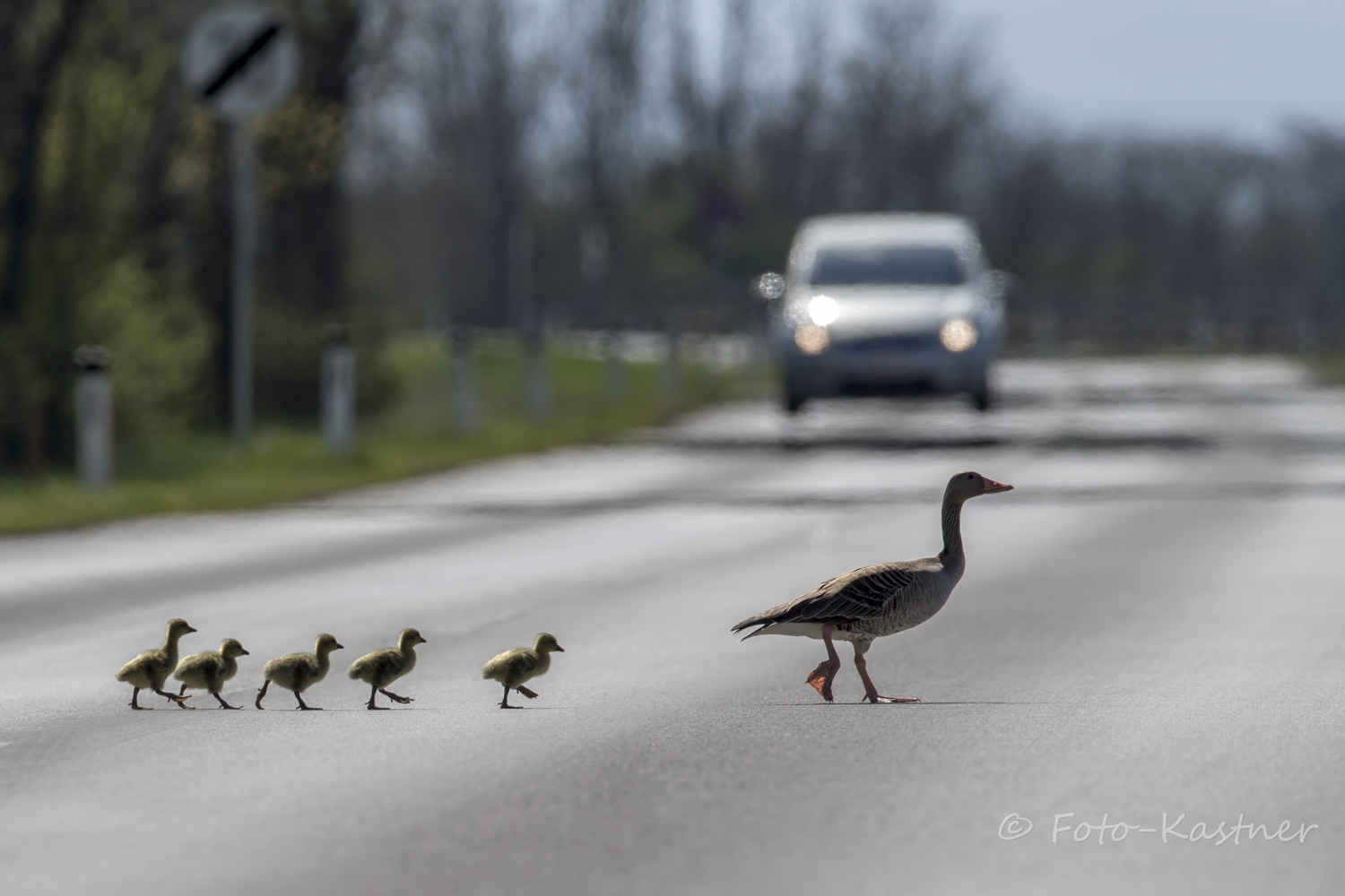 Wildwechsel der besonderen Art