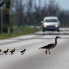 Wildwechsel der besonderen Art