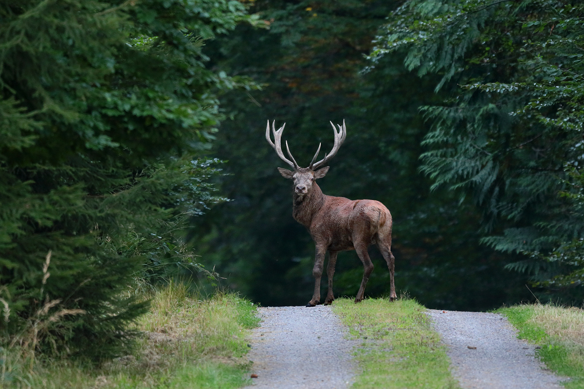 Wildwechsel