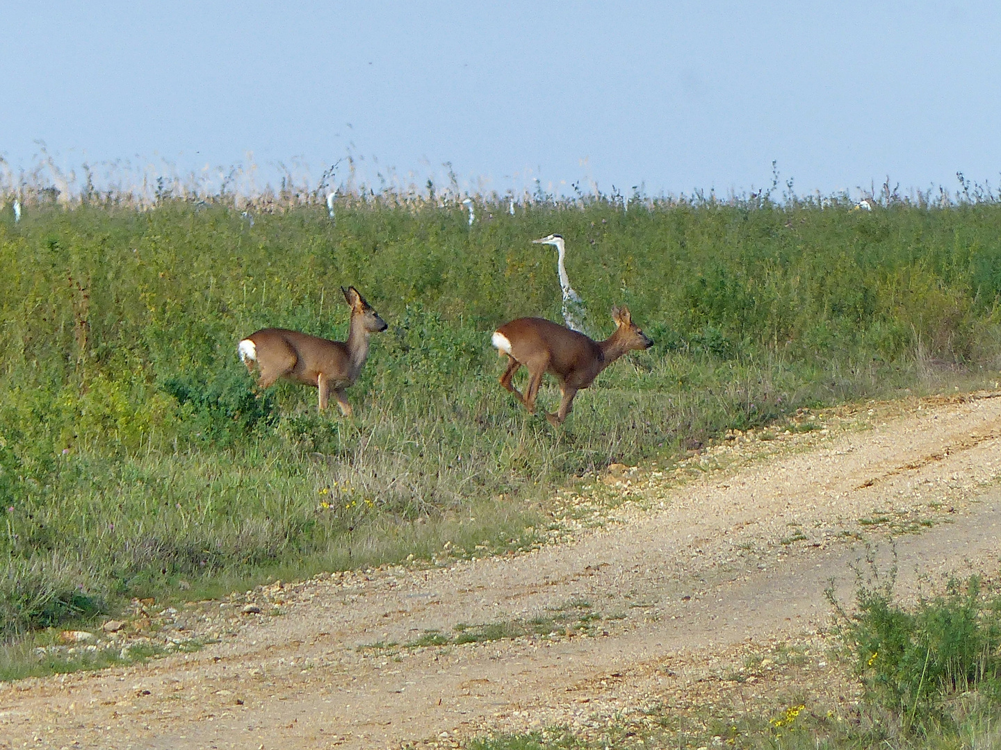 Wildwechsel