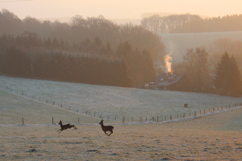 Wildwechsel im Sonnenaufgang