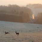 Wildwechsel im Sonnenaufgang