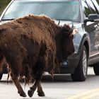 Wildwechsel im Yellowstone Style