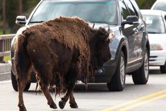 Wildwechsel im Yellowstone Style