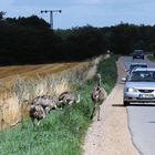 Wildwechsel in Mecklenburg-Vorpommern