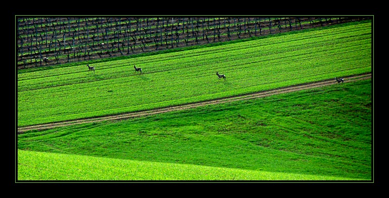 Wildwechsel in Neongrün