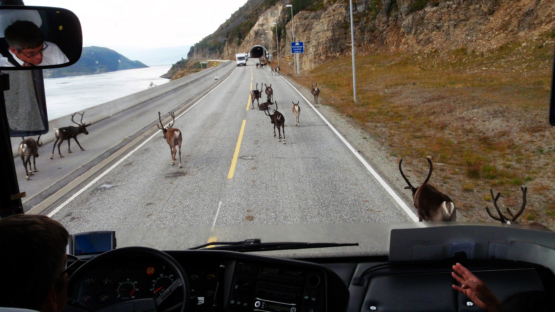 Wildwechsel in Norwegen