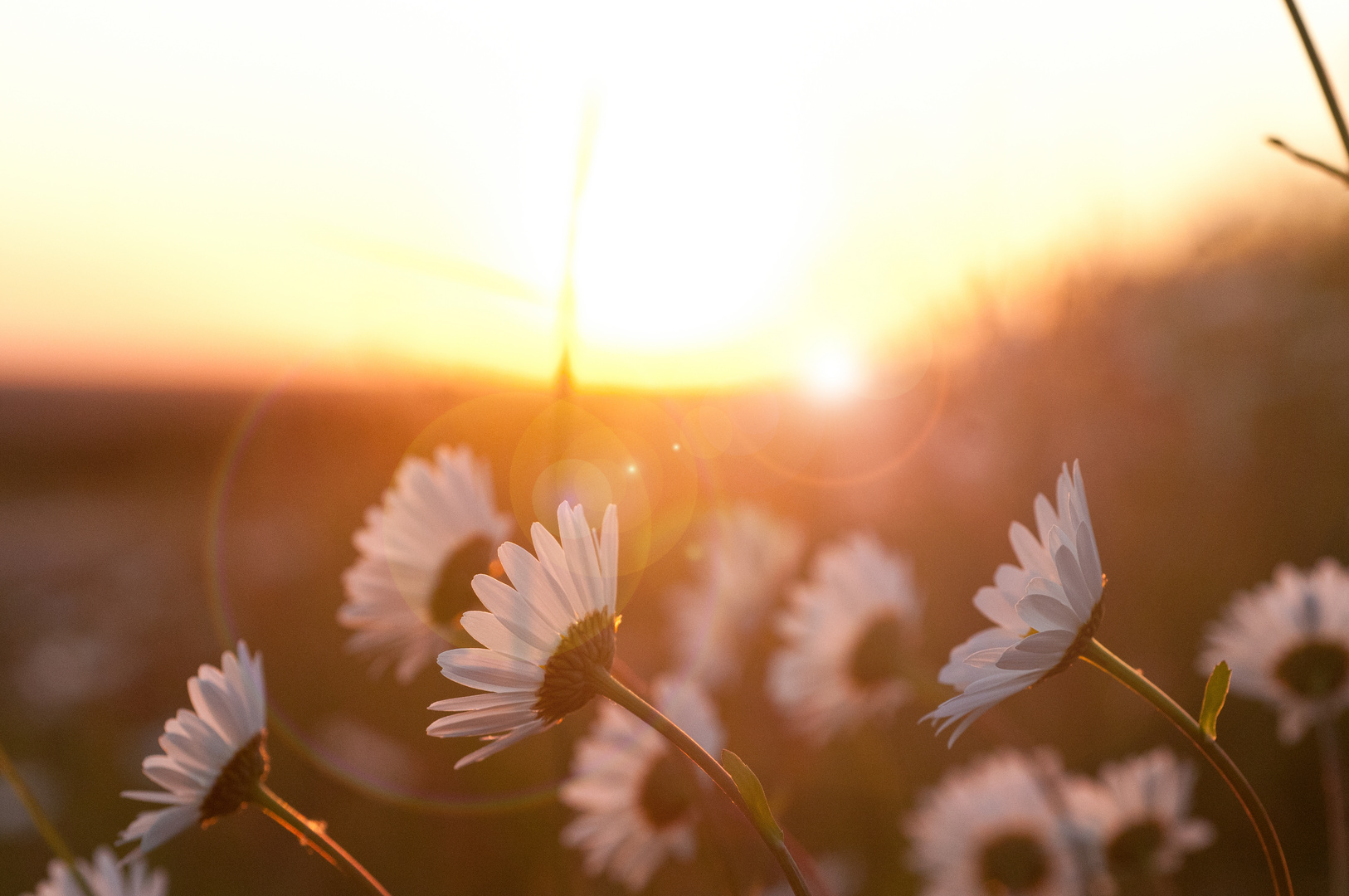 Wildwiese im Sonnenuntergang