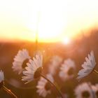 Wildwiese im Sonnenuntergang