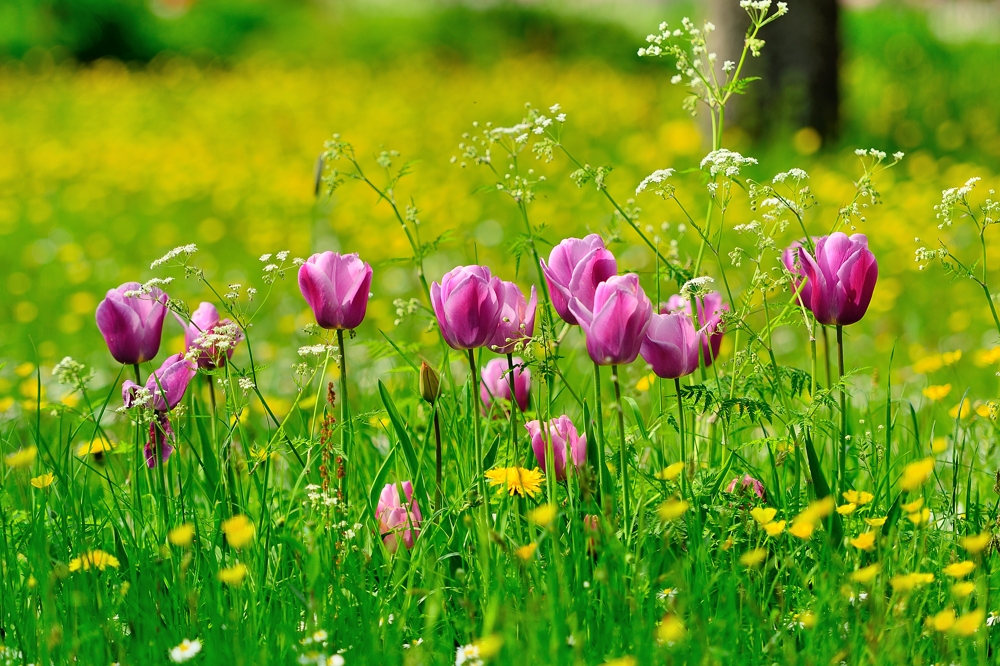 Wildwiese in Dachaus Schlossgarten