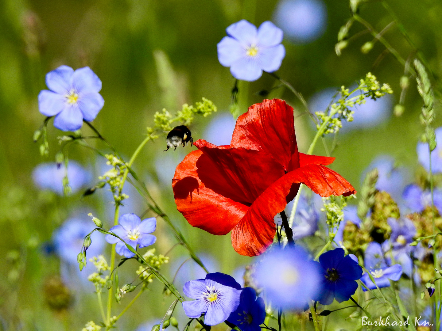 Wildwiese - Klatschmohn