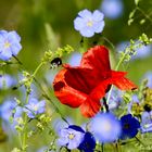 Wildwiese - Klatschmohn