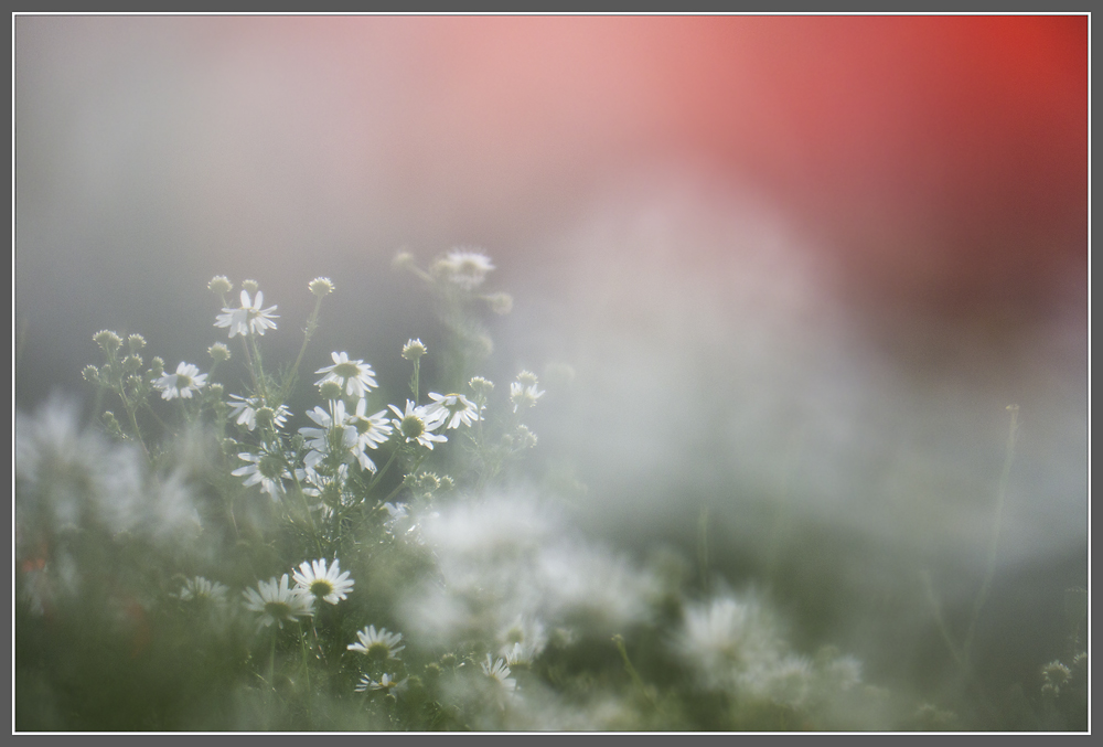 Wildwiese mit Kamille und Mohn