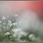 Wildwiese mit Kamille und Mohn