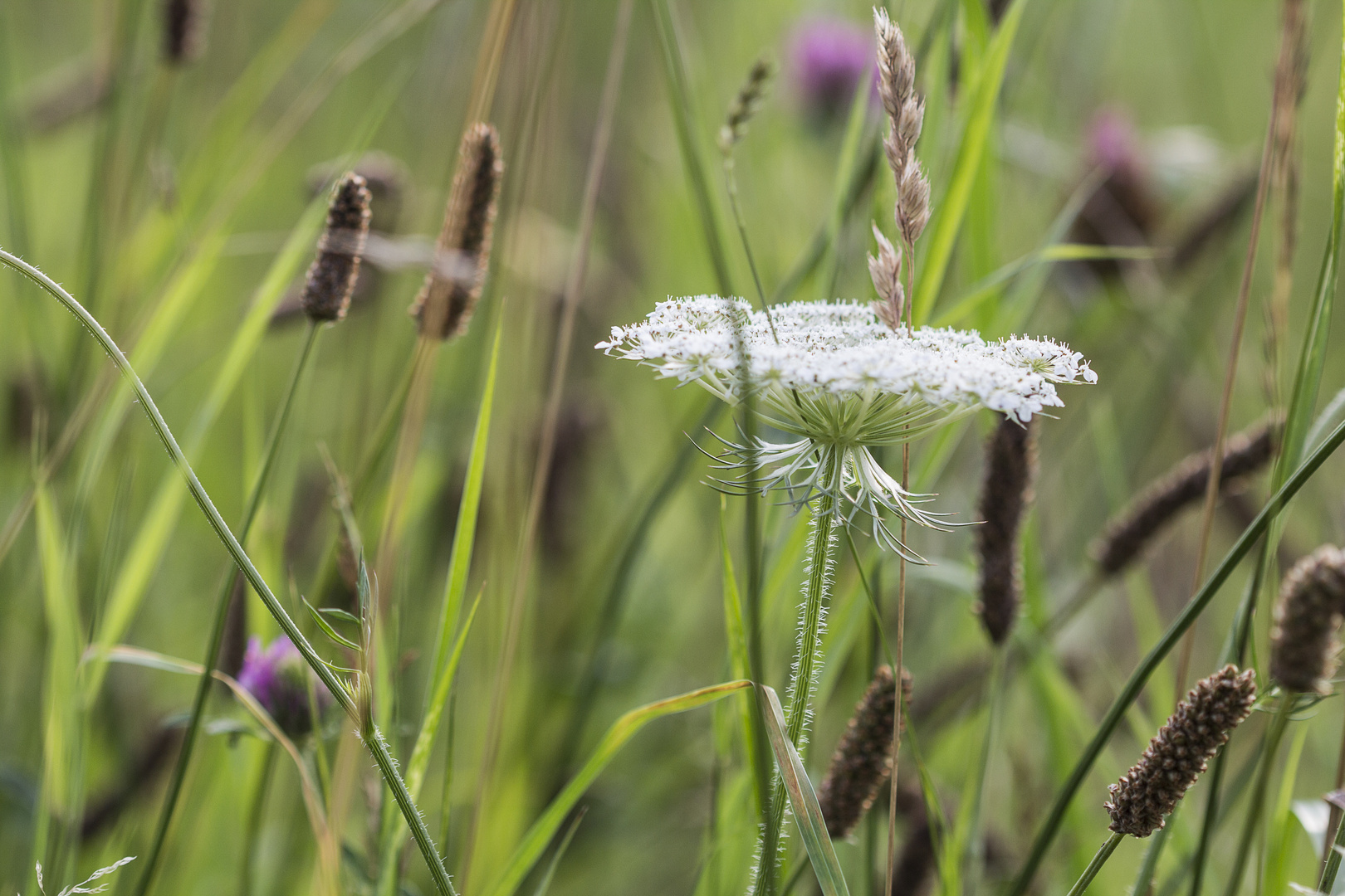 Wildwiese mit wilder Möhre