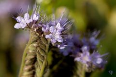 wildwiesenblüte 3