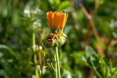 wildwiesenblüte 5