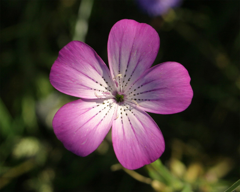 Wildwiesenblume