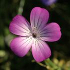 Wildwiesenblume