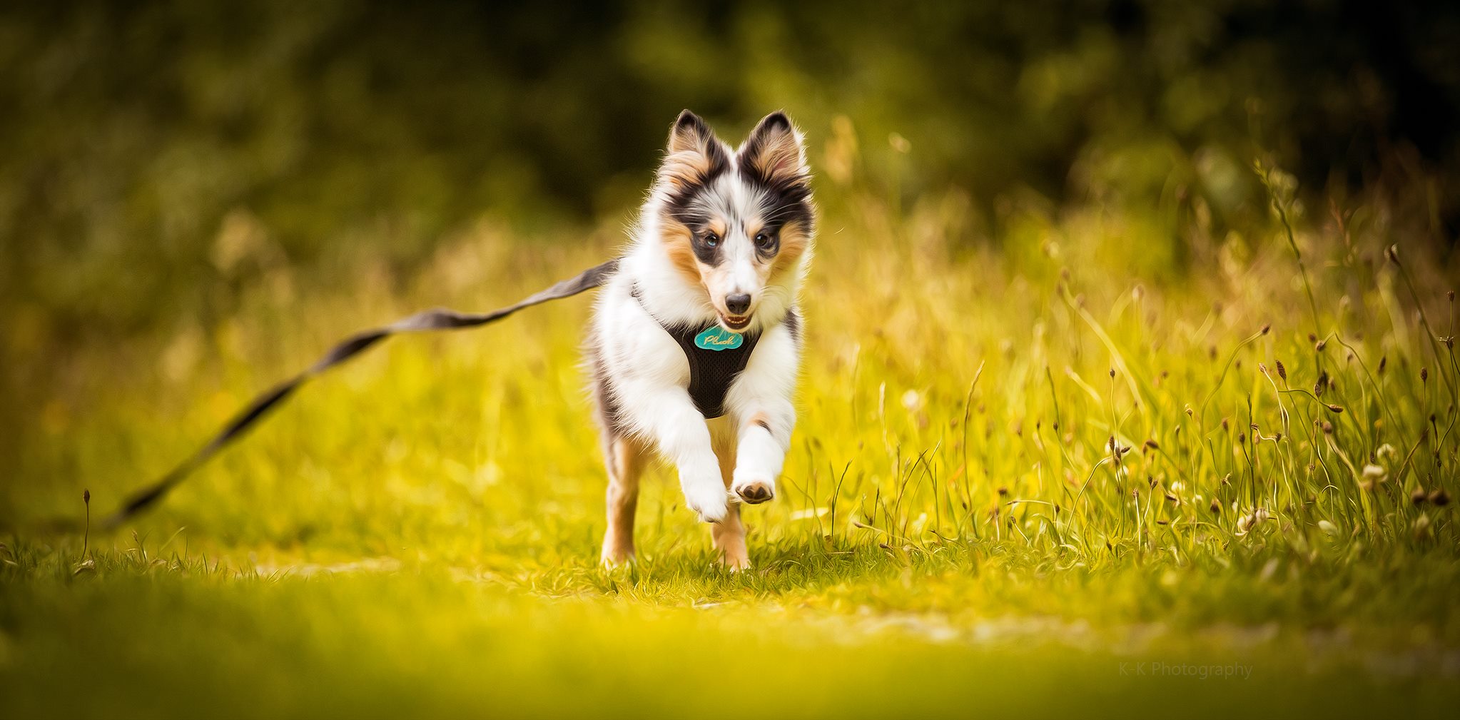 Wild,wild ..Sheltie 