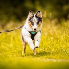 Wild,wild ..Sheltie 