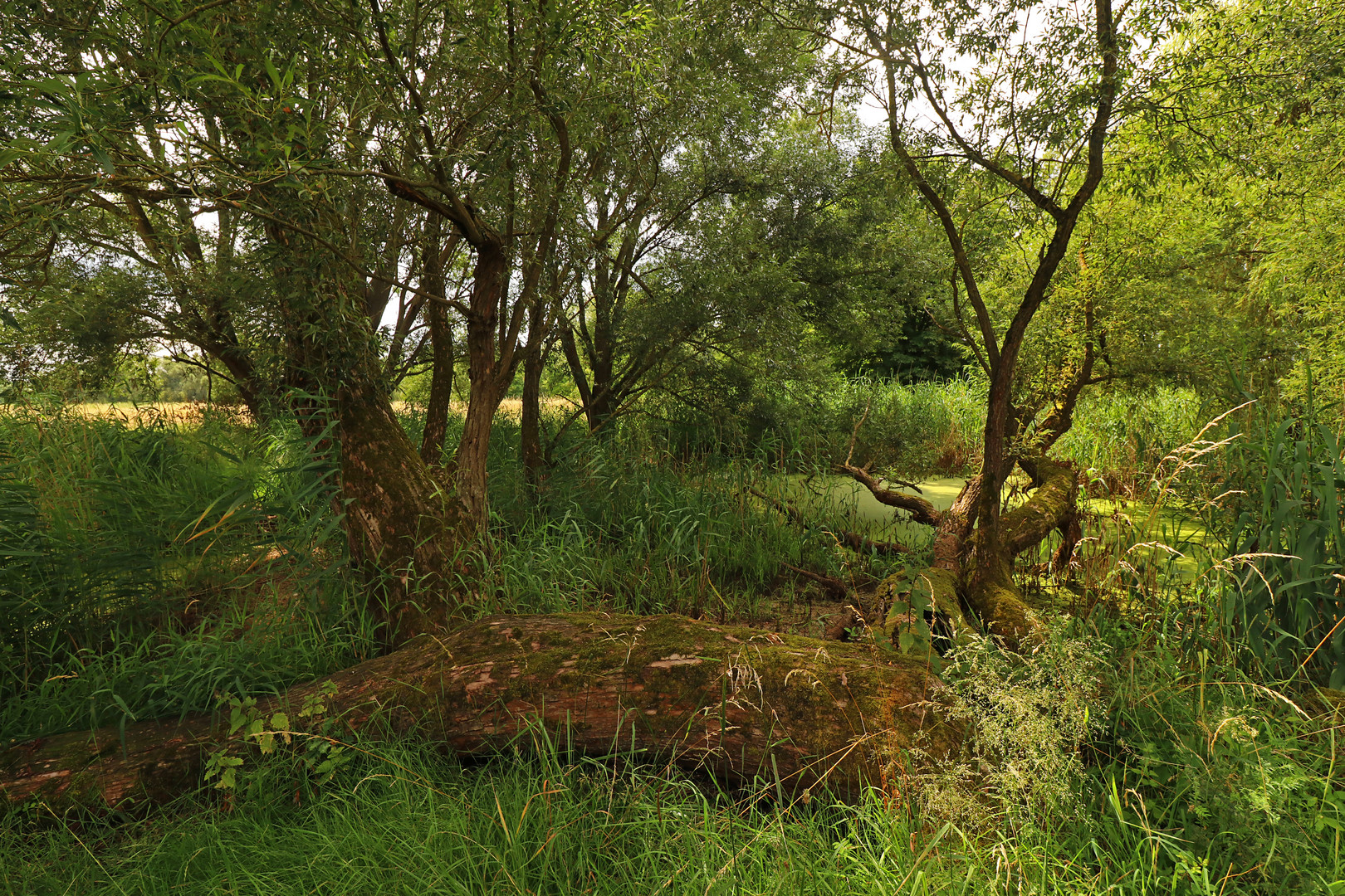 Wildwuchs am Tümpel