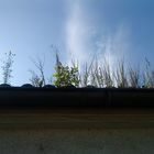 wildwuchs auf dem dach
