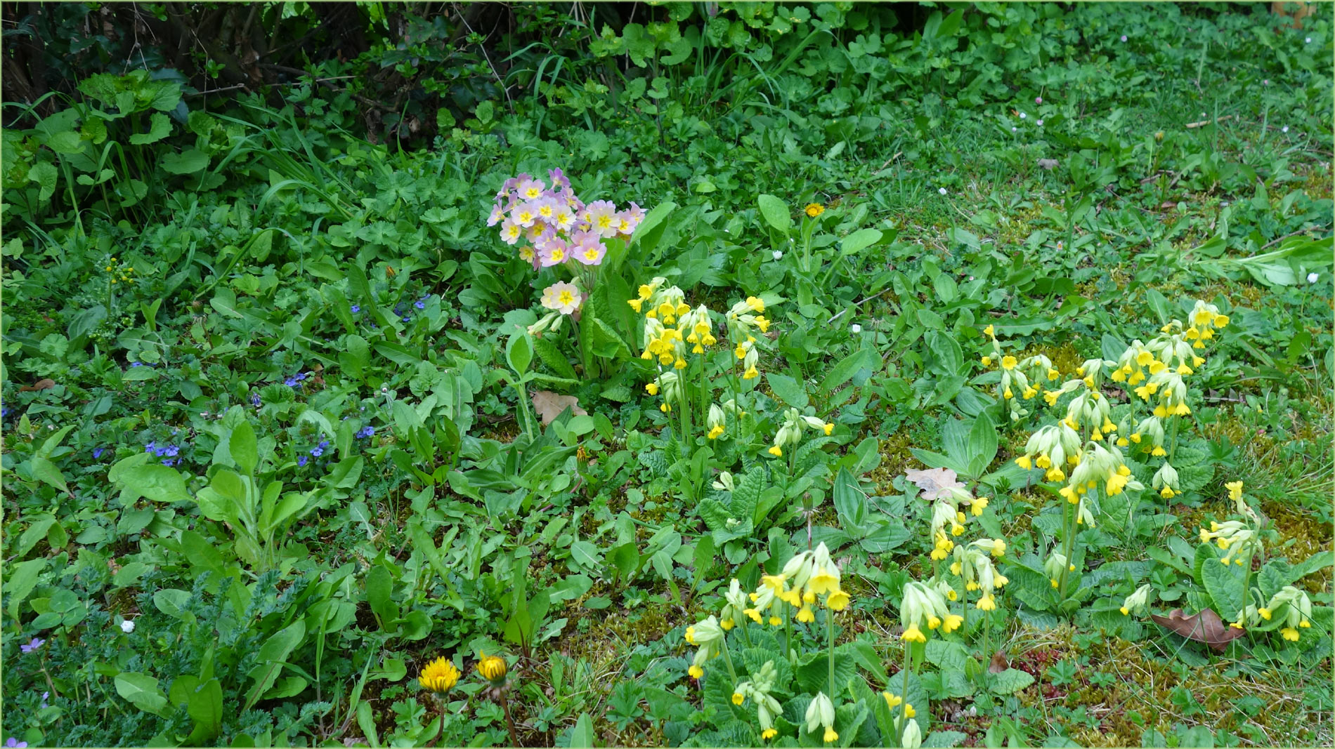 56+ Garten Der Trend Zum Wildwuchs, Mehr als die hälfte der