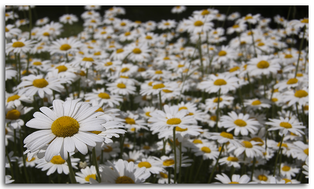 Wildwuchs im Garten