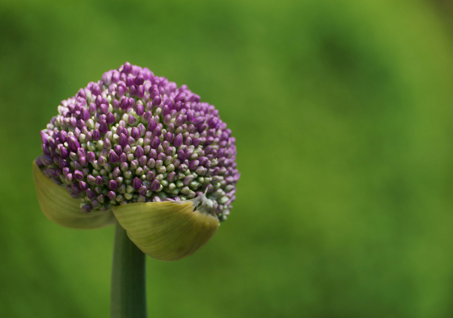 Wildwuchs im Garten,