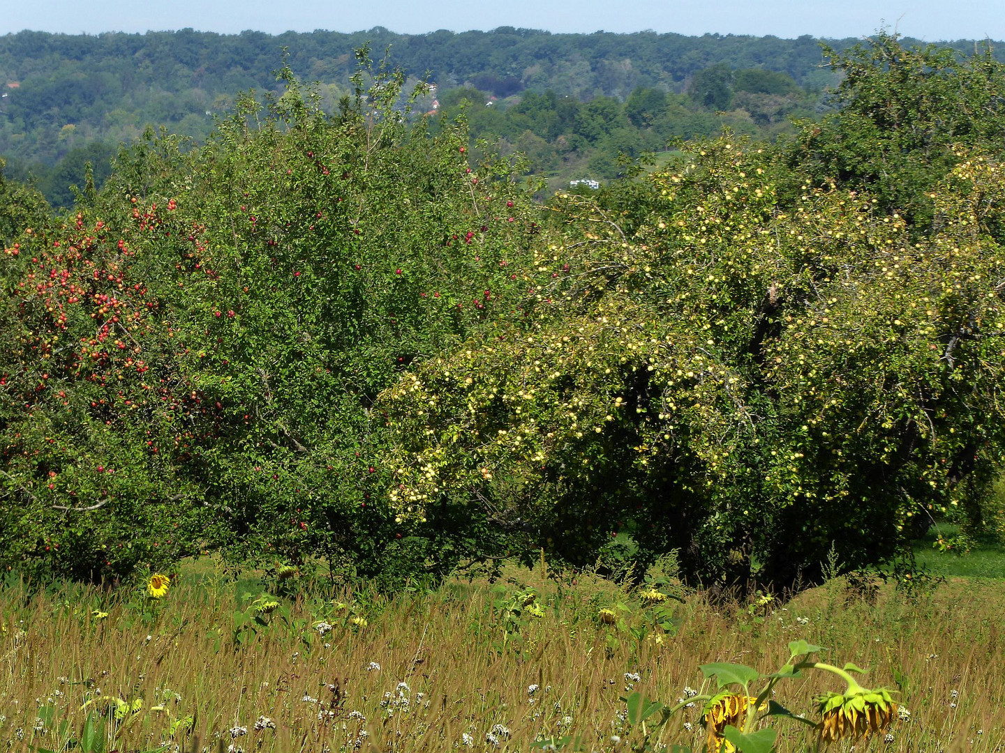 Wildwuchs im Herbst