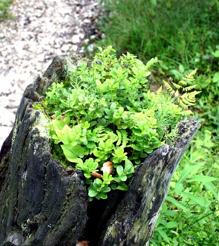 Wildwuchs im hohlen Baumstumpf