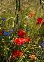 Wildwuchs im Kornfeld